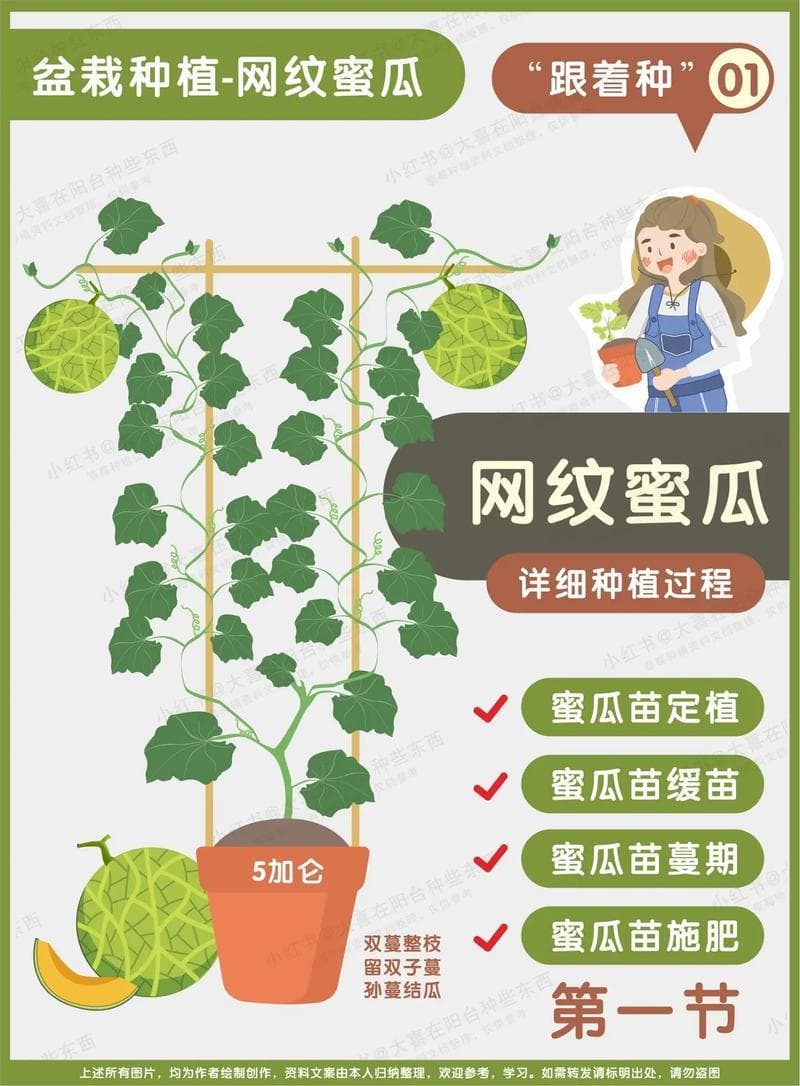 日本甜瓜种植技术详解：从选地到管理的全程指南