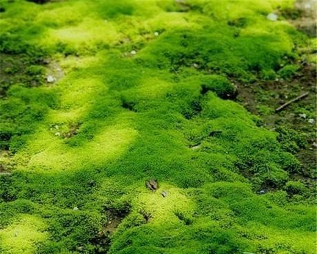探秘苔藓——一种神奇的植物世界（了解苔藓的生长环境）