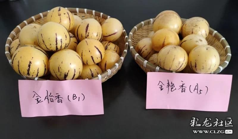 四个人参果新品种通过专家鉴定