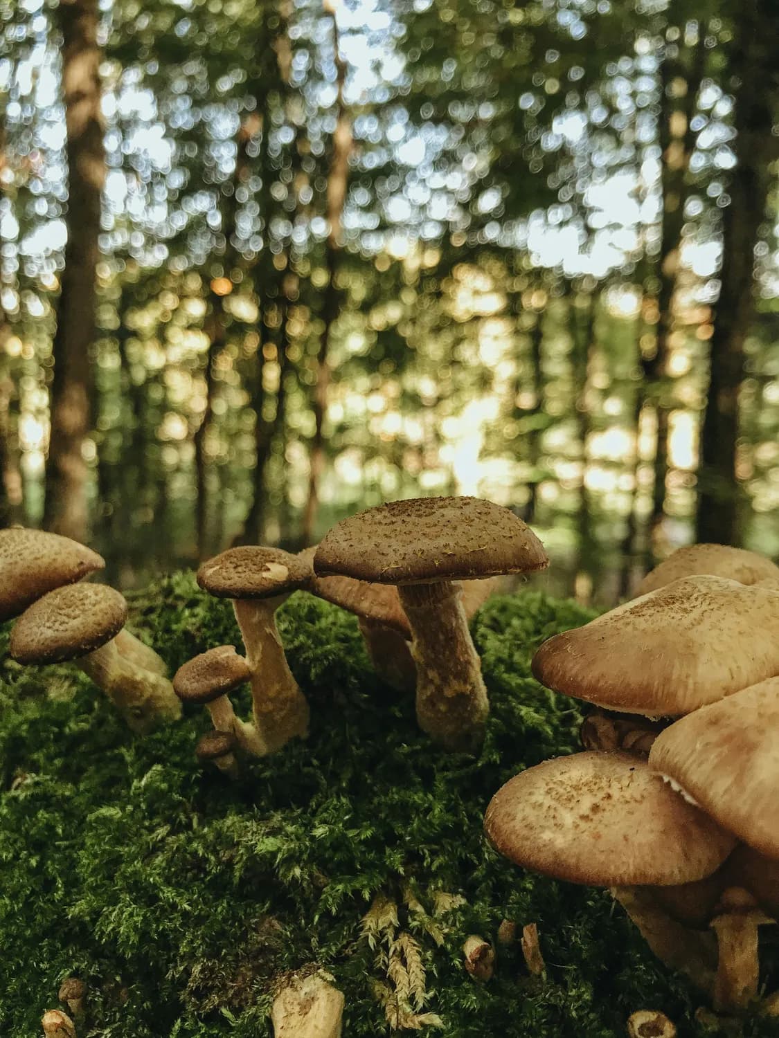 乌灵胶囊：调节神经递质平衡，有效治疗失眠焦虑