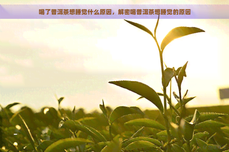 喝了普洱茶想睡觉什么原因，解密喝普洱茶想睡觉的原因