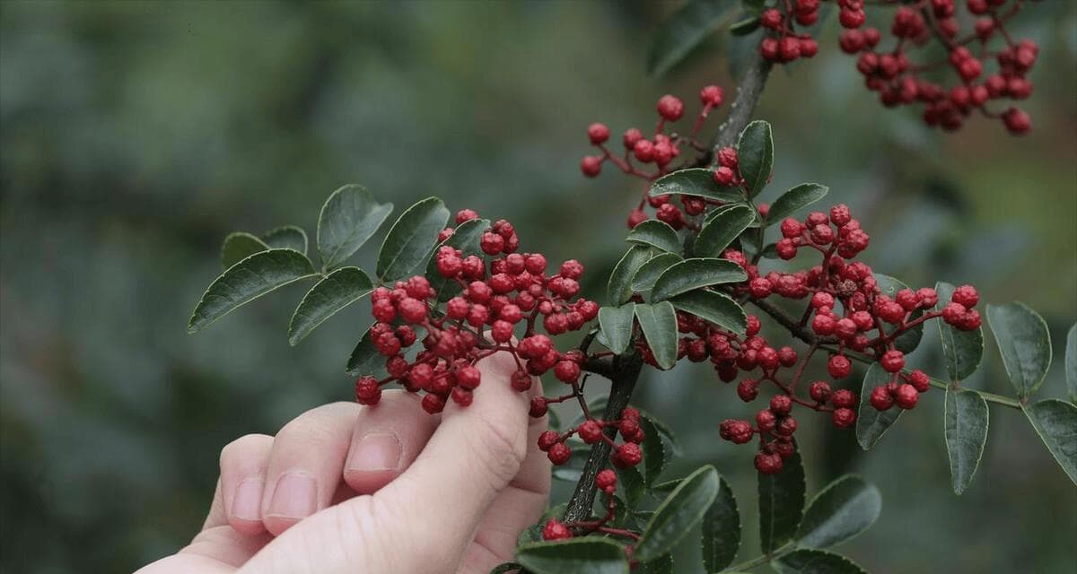 人工怎样摘花椒最快方法