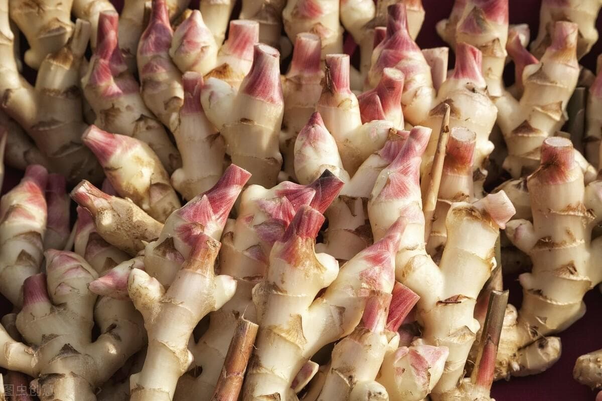 生姜适合什么土壤种植（栽培生姜的最佳技术）