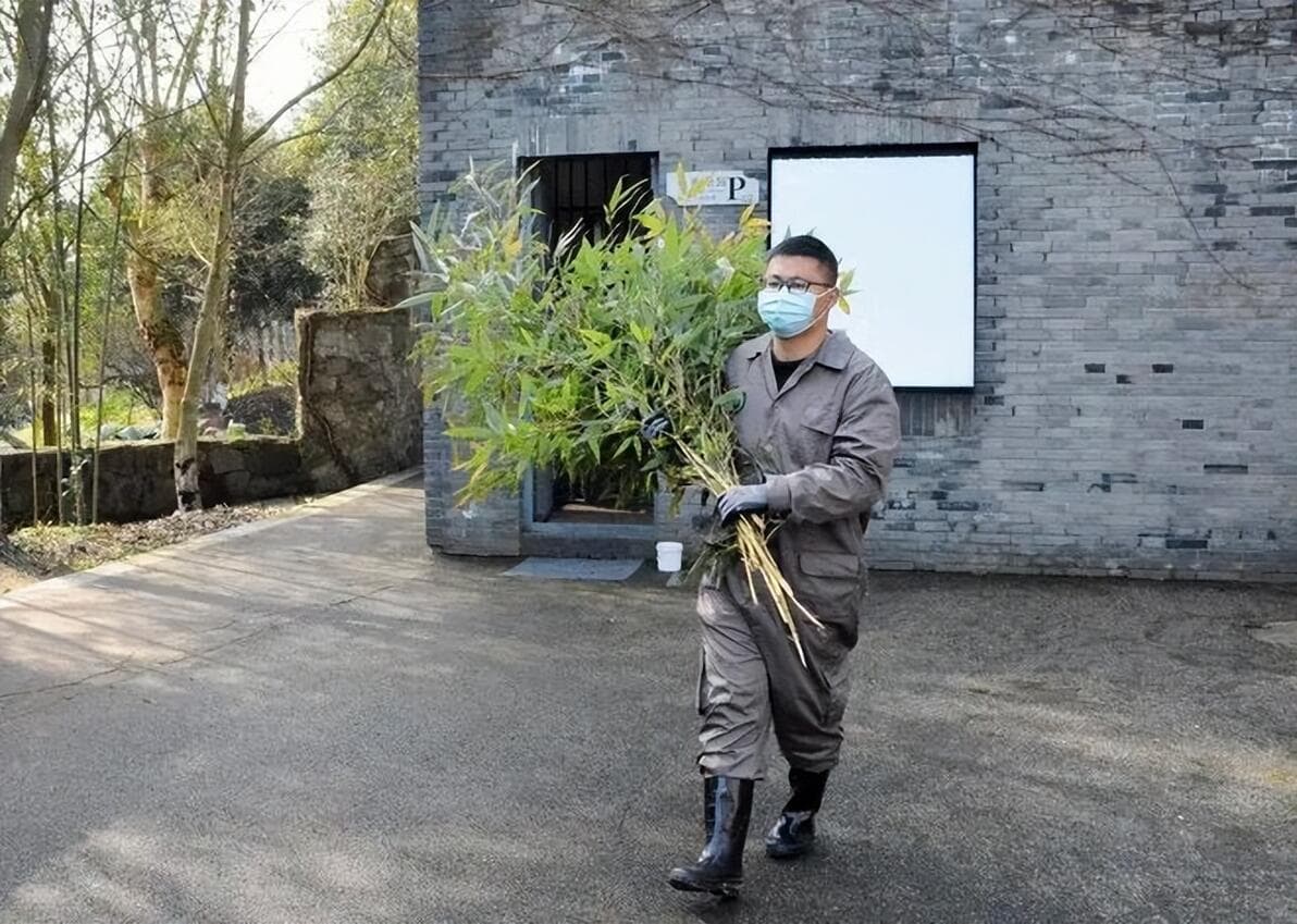 畜牧养殖虚拟仿真系统：大熊猫福宝回国，饲养员饱受关注