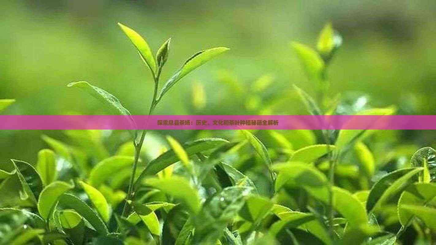 探索息县茶场：历史、文化和茶叶种植秘籍全解析