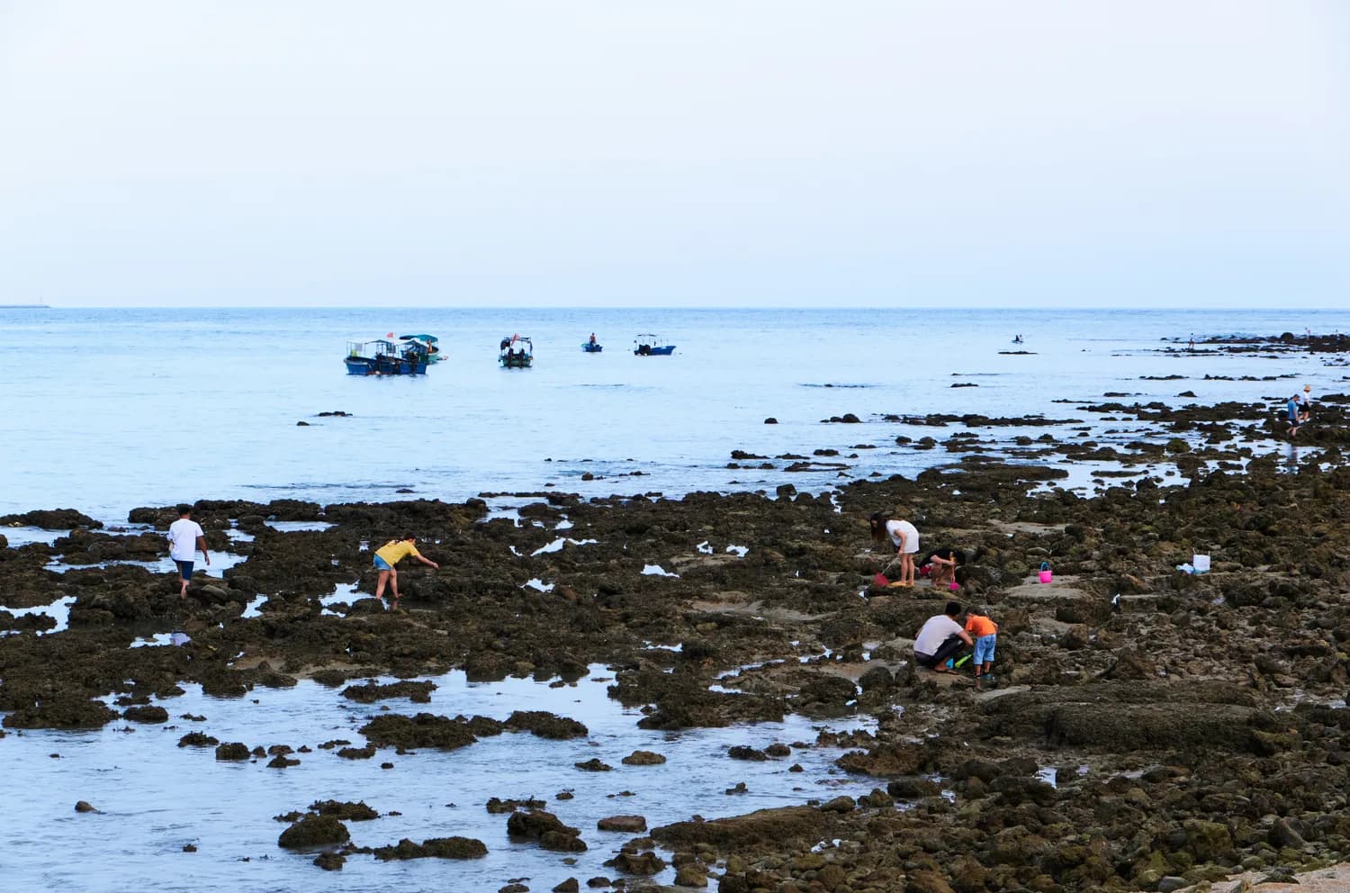 深圳赶海新姿势：生态亲海了解一下？