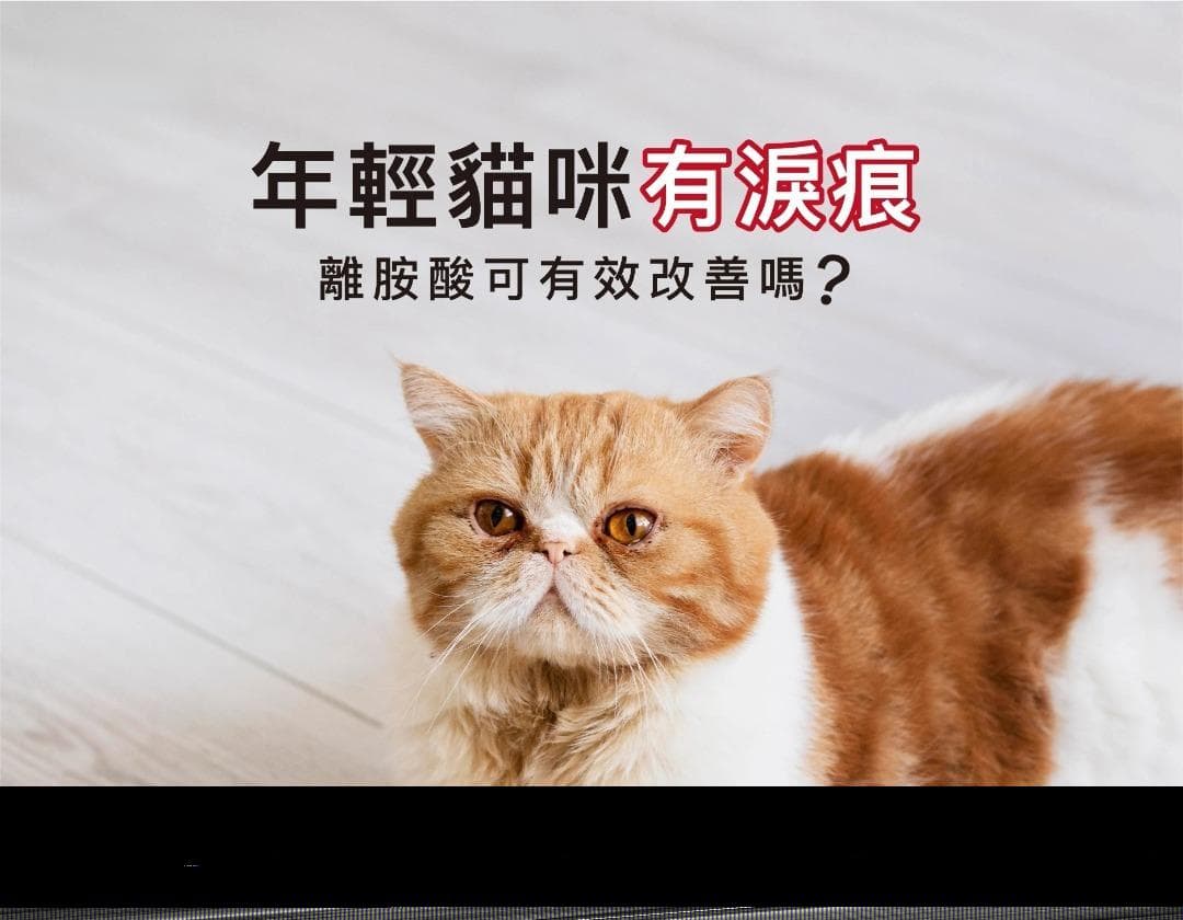 猫咪泪痕问题全解析：赖氨酸真的能改善吗？