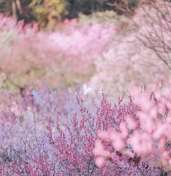 南京钟山风景区“春到梅花山”赏梅季活动来了