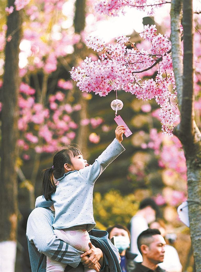 春日花满头您可识得它？教您轻松分辨樱花桃花梨花李花