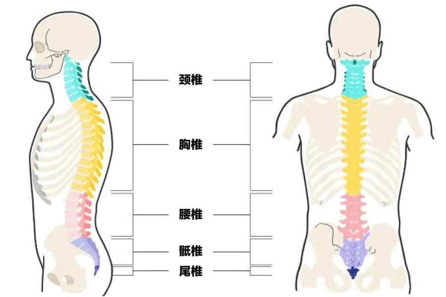 事故发生后不要随意移动和摇晃伤者，否则可能导致永久瘫痪！