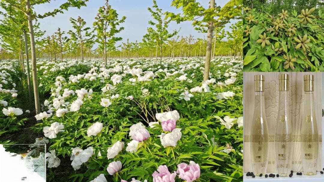 中科院构建特色植物全产业链，破解自然保护地发展困局