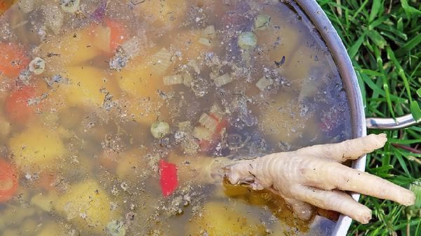 鸽子炖汤怎么炖比较补气血