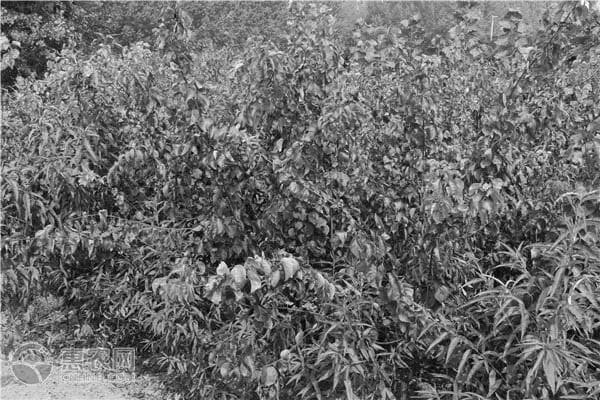 杏子树适合哪个地方种植？南方可以种植吗？