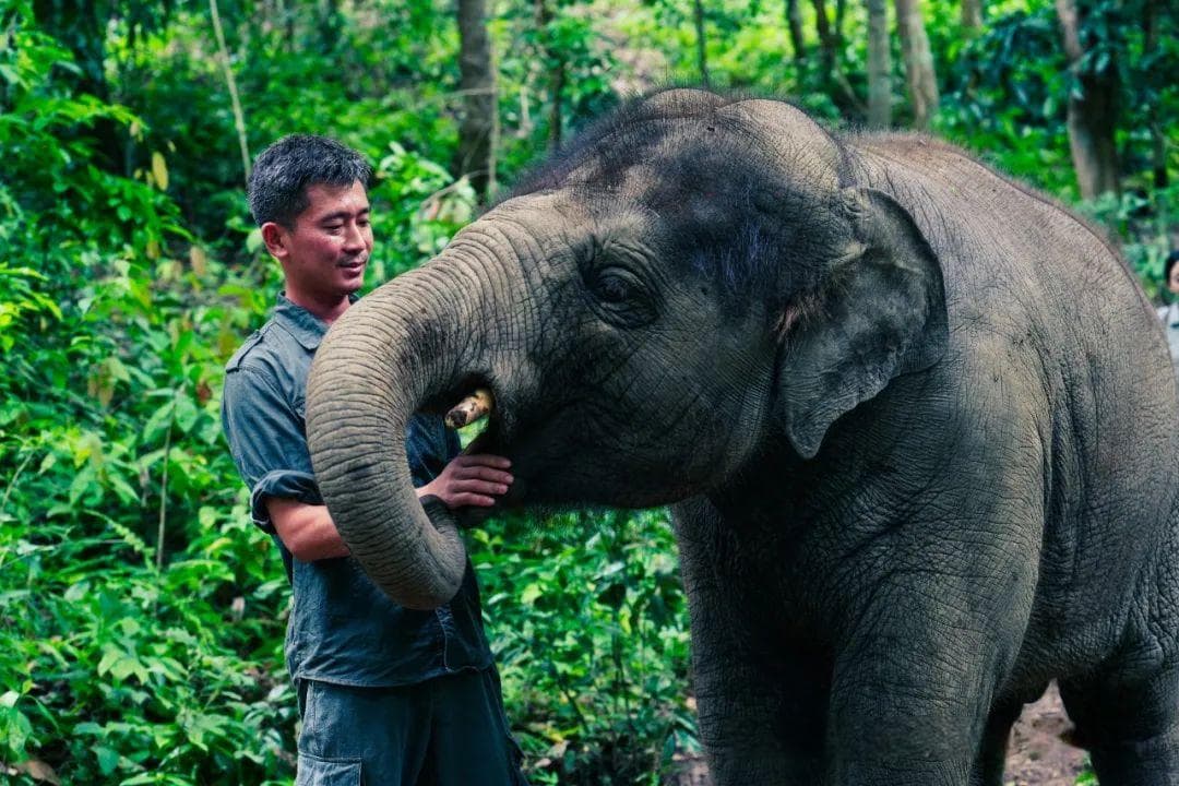 守护好生物多样性宝库！云南扎实推进极小种群物种拯救保护工作