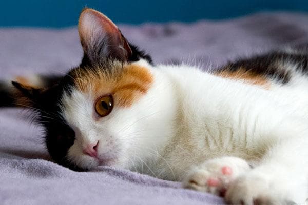 三花猫：独特花色背后的基因密码
