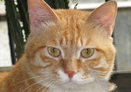 关于猫癣的一些常见问题