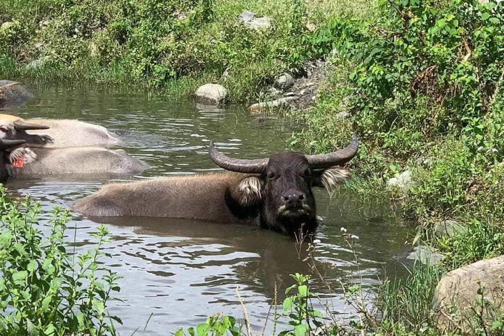 水牛能在水下憋气多久？——揭秘水牛的水性与生存能力