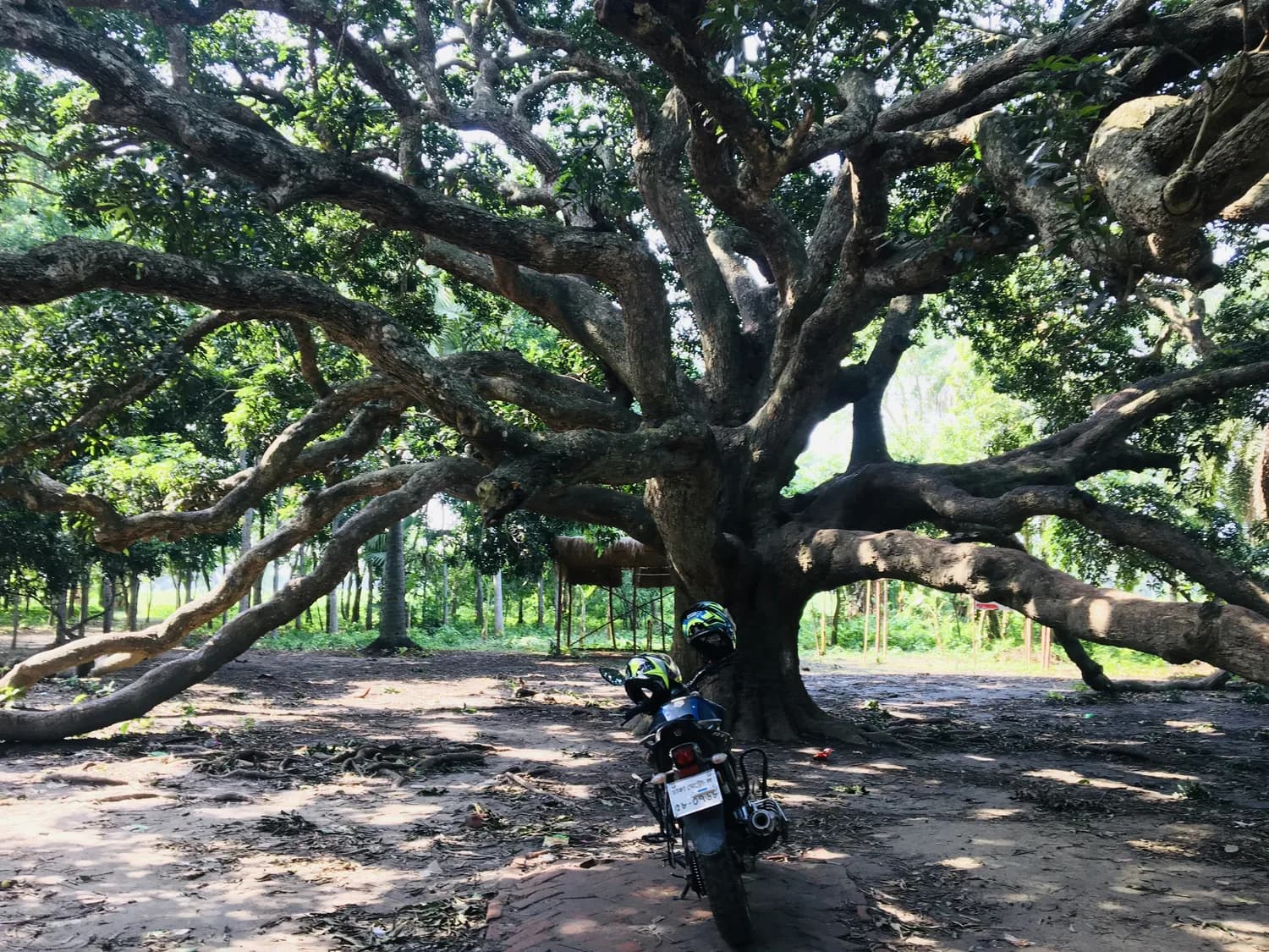 广州大岭村：800年古村的岭南文化之旅