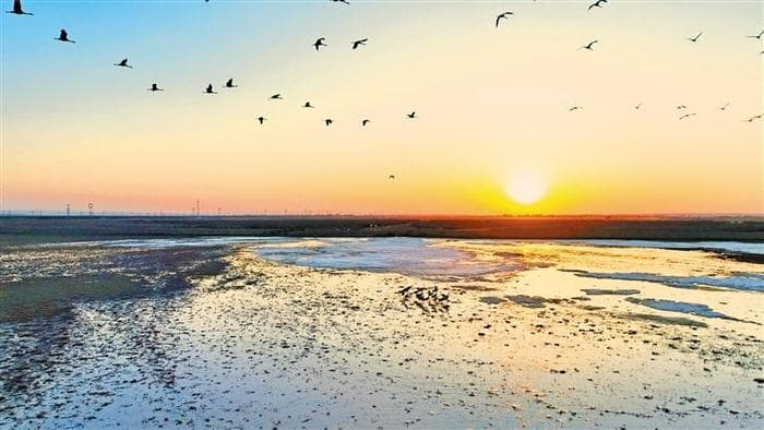 共建人与自然和谐共生的美丽家园 近200种水鸟在定边盐湖“安家”