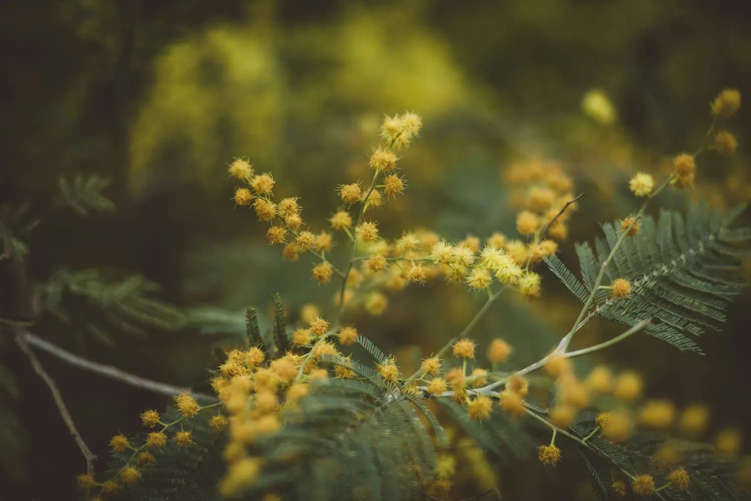 北京花粉指数预警：秋季过敏防护指南