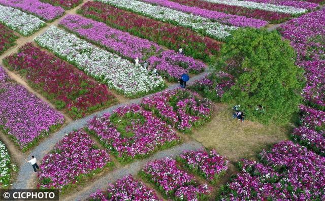 贺州富川花海：大自然的调色板，梦幻般的田园风光