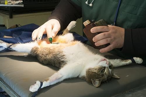 猫咪绝育后舔伤口，注意清洁防感染
