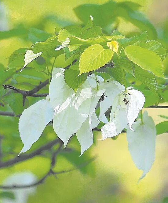 身边的“活化石” 那些生活在公园城市的神奇动植物