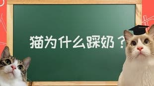 猫咪喝牛奶易消化不良？揭秘猫咪消化牛奶的真相
