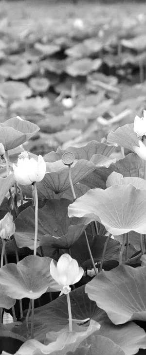 散文的写作特色评析