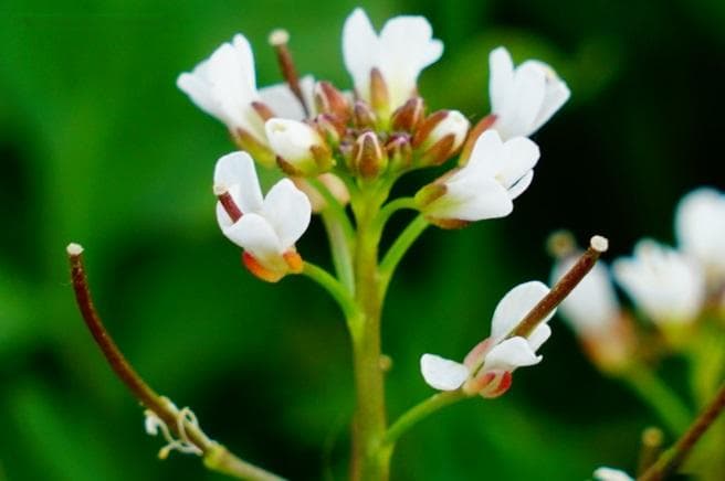 碎米荠：一种常见野菜的全面介绍