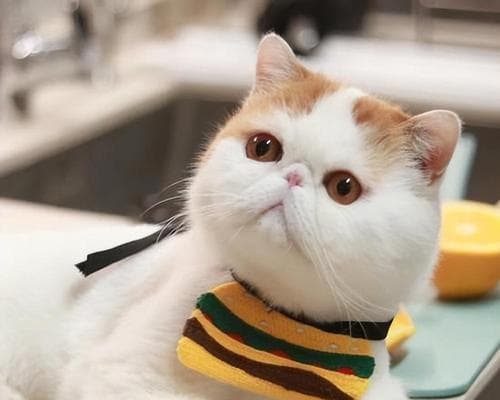家里养小猫要注意什么？如何为小猫提供健康的生活环境？