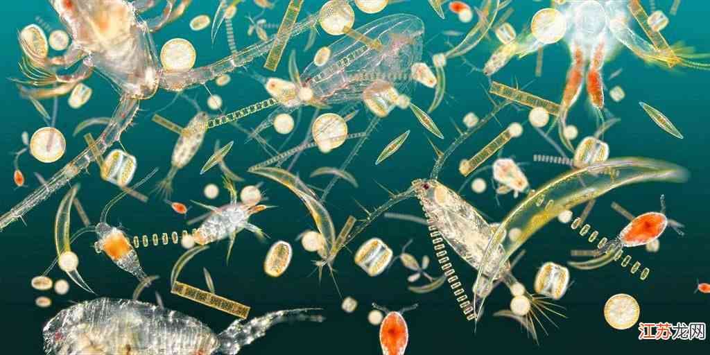 浮游生物的含义：深入解释浮游是什么意思