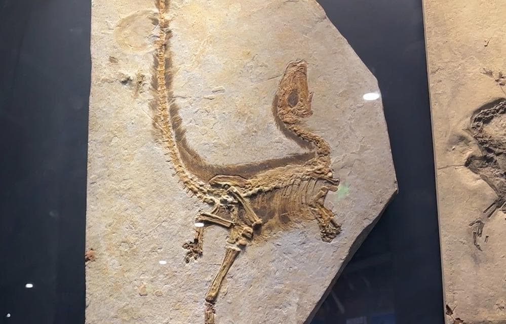 南京古生物博物馆：从中华龙鸟窥见生命演化