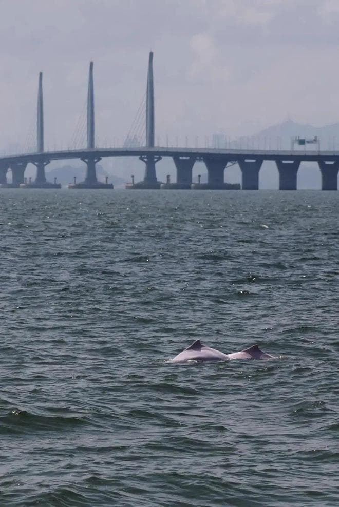 全免费！珠海新晋生态亲子路线，踏浪觅林看白海豚！