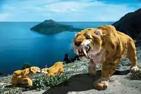 揭秘剑齿虎灭绝之谜：为何这种凶猛的猎手最终走向灭亡？