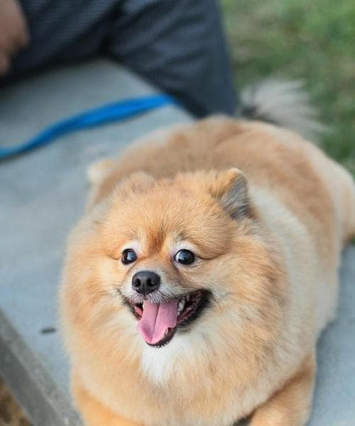 狗狗如何避免肥胖？（控制饮食和适度运动是关键）