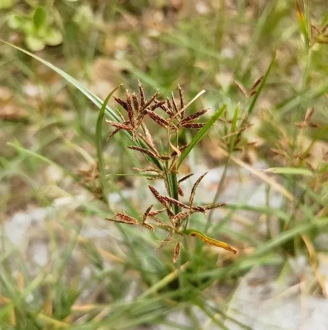路边杂草，妇科要药——香附