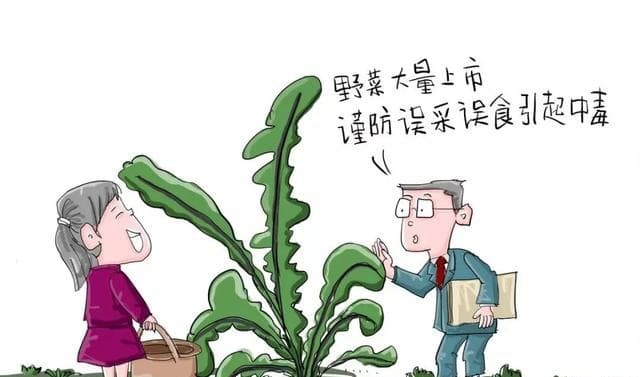 5人聚餐，一盘菜放倒3人！蕨菜致癌不敢吃？这样“吃蕨”才安全