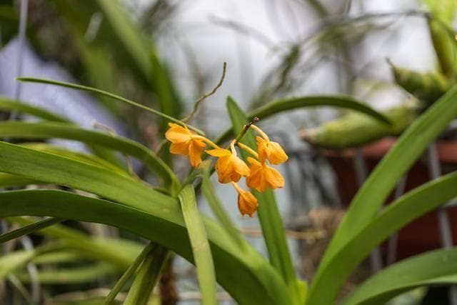 兰花是什么季节开的？养兰花有什么好处？