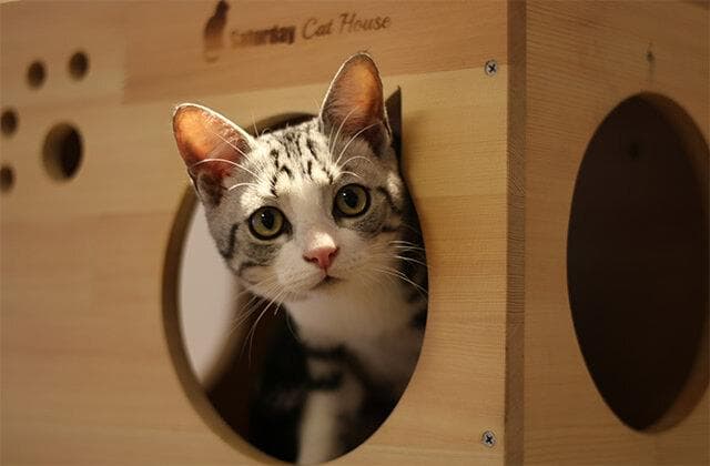 猫玩具怎么玩？三种类型玩具使用指南