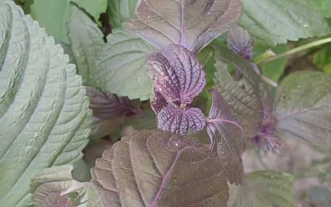 紫苏种植技术及病害防治