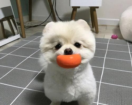 如何正确给博美犬洗澡（博美犬洗澡的注意事项及正确入浴方法）