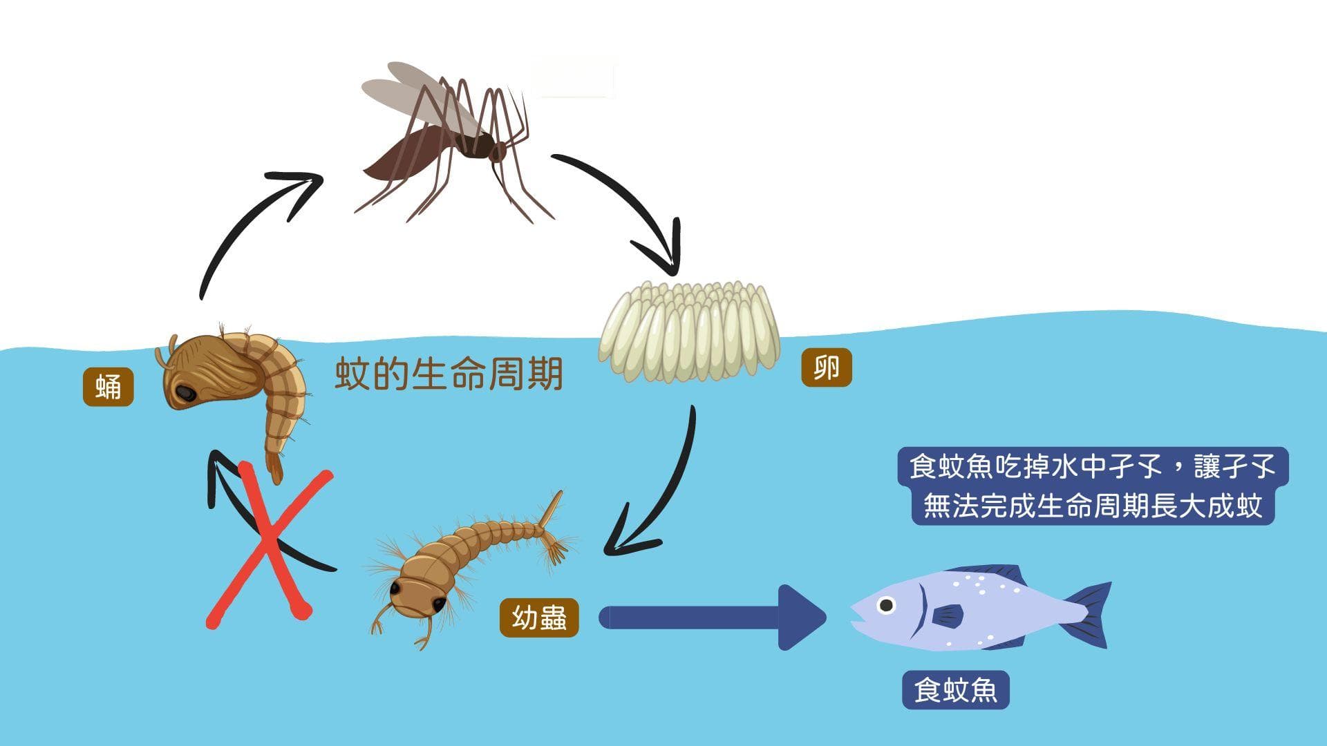 生態魚桶滅蚊大法
