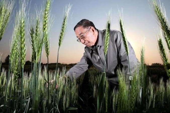 李振声：矢志攻关 筑牢大国粮仓
