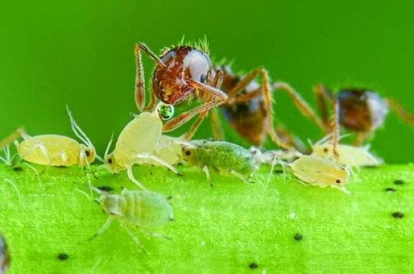 科学家揭示蚂蚁与蚜虫互惠共生秘密