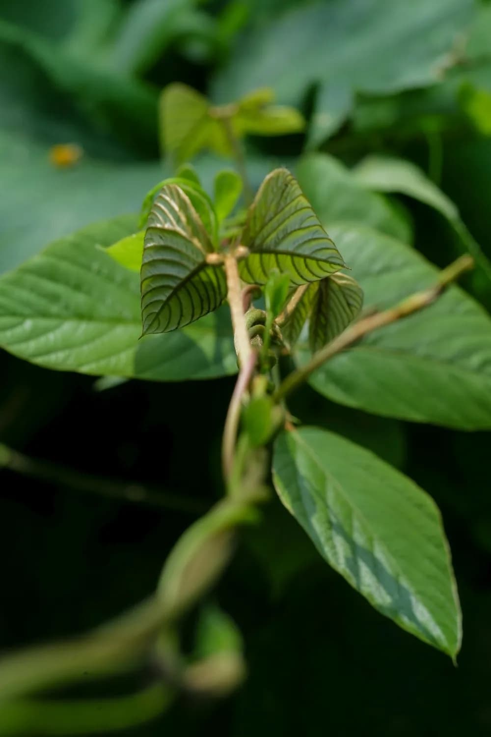 五加皮：冬季养生的温补良药