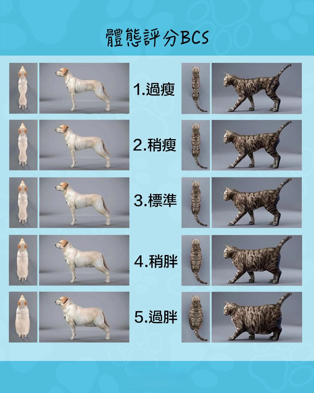 猫狗是不是过胖/过瘦，3招自我检测