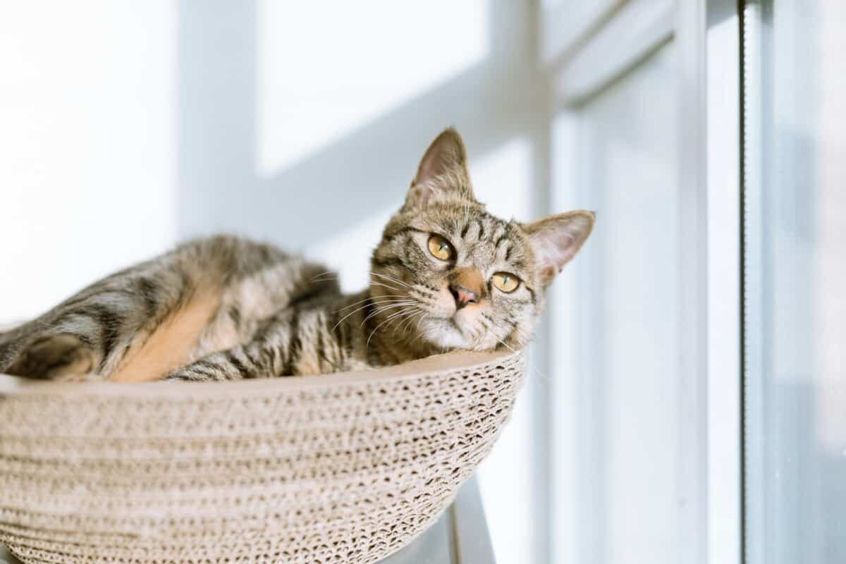 13个最精彩的猫咪摄影技巧