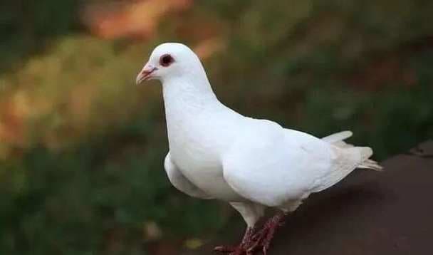 如果我打白鸽会怎么样？