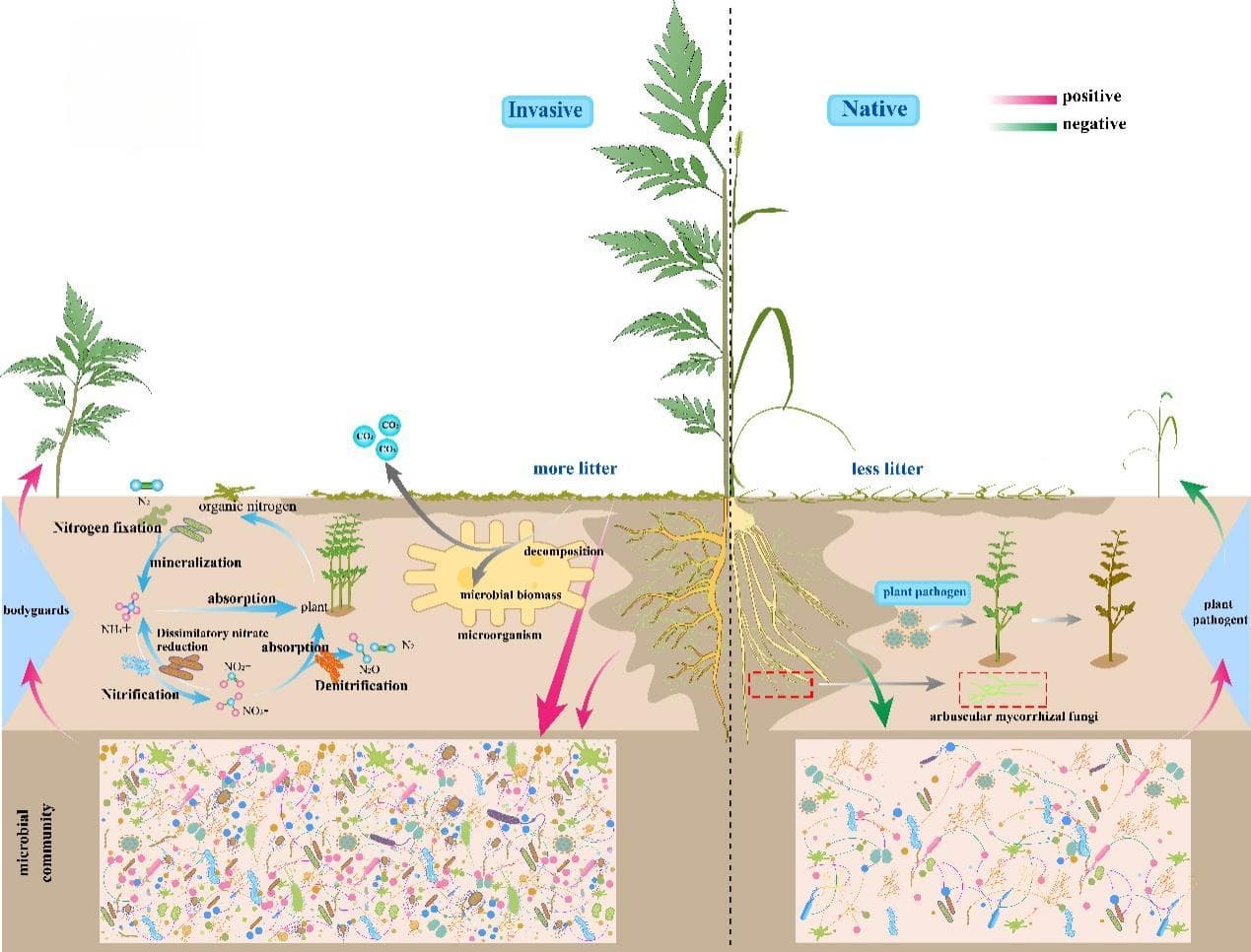 外来植物入侵过程中土壤微生物群落的不对称性演替规律被揭示